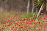 Lija - Fleurs rouges et palmier aux jardins Saint-Antoine