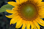 Précy-Le-Moult - Détail de fleur de tournesol