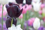 Saint-Saviour - Black tulip in Howard Davies Park cemetery