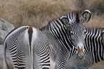 Lyon - Zebras at "Tête d'Or" park