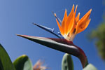 Funchal - Bird-of-paradise flower