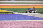 Keukenhof - Hyacinths and tulips field
