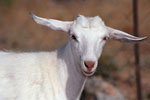Elounda - White goat with extended ears