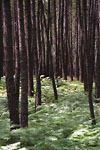 Belin-Béliet - Forêt de pins et fougères