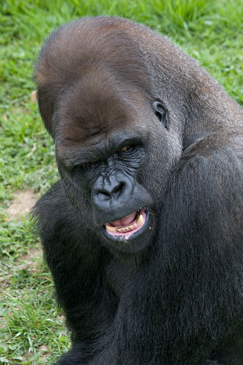 Male gorilla - Jersey - Durrell Zoo - April 2006 - Animals
