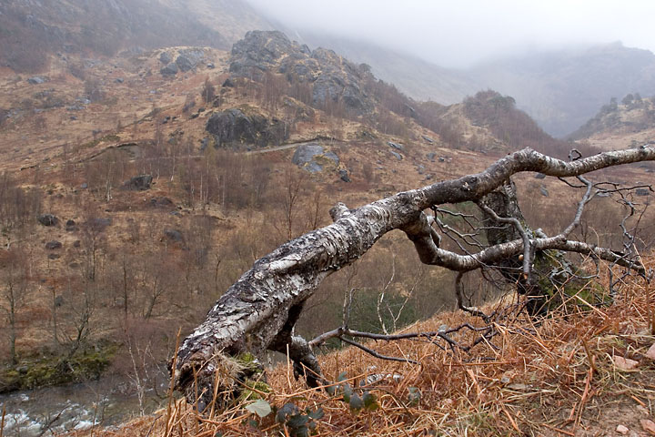 Dead tree - UK/Scotland - Ben Nevis - April 2007 - Scotland