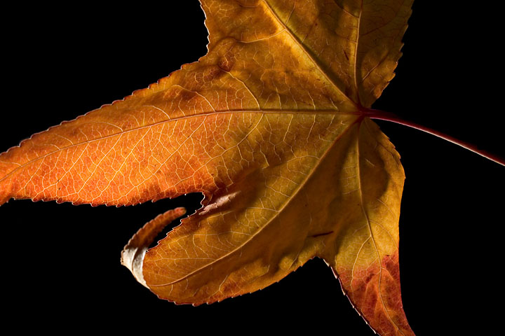 Autumn leaf flashed from behind - France/Île de France - Paris - October 2007 - Fall-Winter