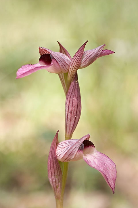 Orchidée sauvage (Serapias neglecta) - Grèce/Crète - Armeni - avril 2008 - Grèce