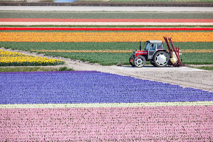 Champs de tulipes et jacinthes - Pays-Bas - Keukenhof - avril 2010 - Graphique