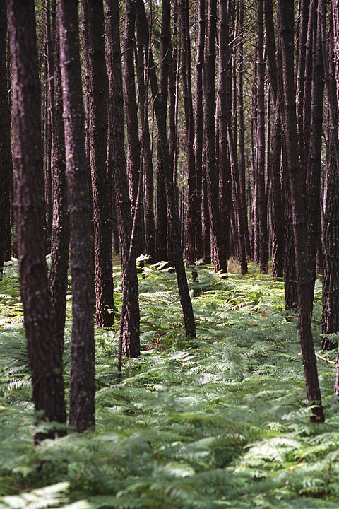 Forêt de pins et fougères - France/Aquitaine - Belin-Béliet - août 2004 - Graphique
